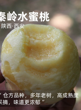 金鱼离核水蜜桃甜蜜多汁旱塬现摘
