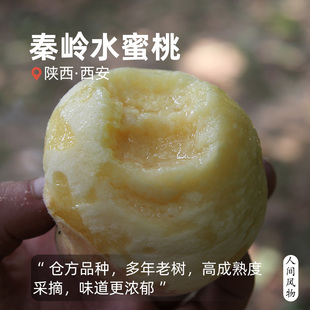 當季 時令毛秦嶺桃順豐 陜西爆甜多汁桃子孕婦軟桃 水蜜桃新鮮水果