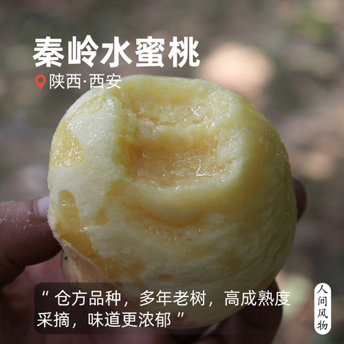 川中岛水蜜桃甜蜜多汁旱塬现摘