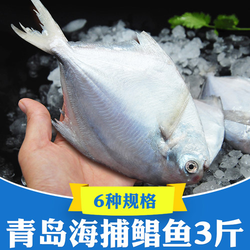 净重3斤青岛海捕银鲳鱼新鲜冷冻