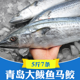 5斤青岛大鲅鱼新鲜活鲐鲅鱼马鲛鱼整条冷冻青花鱼马友鱼海鲜海鱼