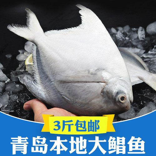 3斤6条青岛海捕超大银鲳鱼深海鱼