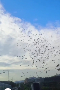 高空礼炮阳台礼炮商品房礼炮高楼礼炮直播礼炮彩纸礼炮彩带礼炮