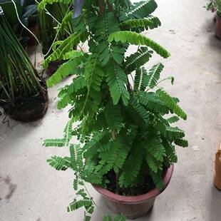 鸡骨草种植苗鸡骨草盆栽苗相思子可阳台庭院种植绿色植物