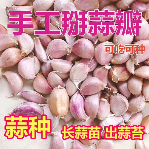 大蒜干蒜瓣紫白皮可吃可种大祘头籽蒜头蒜种子新鲜农家出蒜苔蒜苗