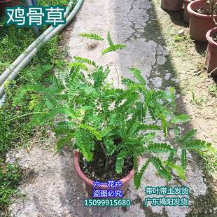 鸡骨草苗 大黄草苗 鸡骨草盆栽 广东相思子食用草药盆栽 好养植物