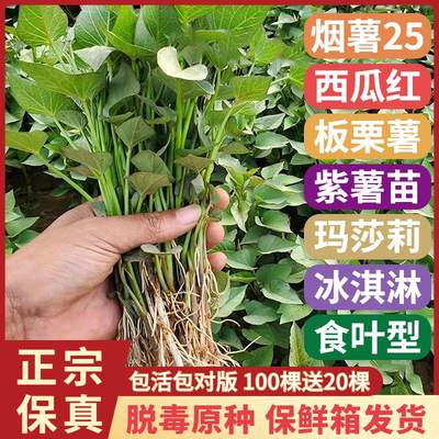 红薯苗秧地瓜苗烟薯25号苗西瓜红紫薯苗食叶型冰淇淋板栗红薯藤苗