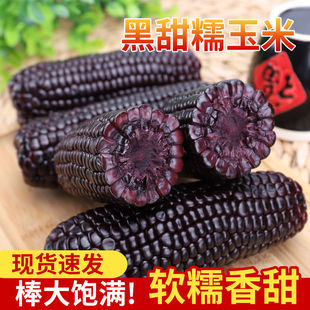 江西上犹特产现摘新鲜黑糯玉米香甜白糯玉米棒软糯粘玉米黑色代餐