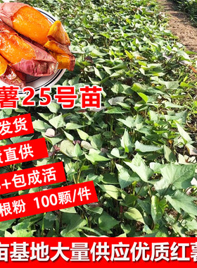送10株 烟薯25号蜜薯苗 高产红薯苗 糖心六鳌西瓜红蜜薯 红薯种子