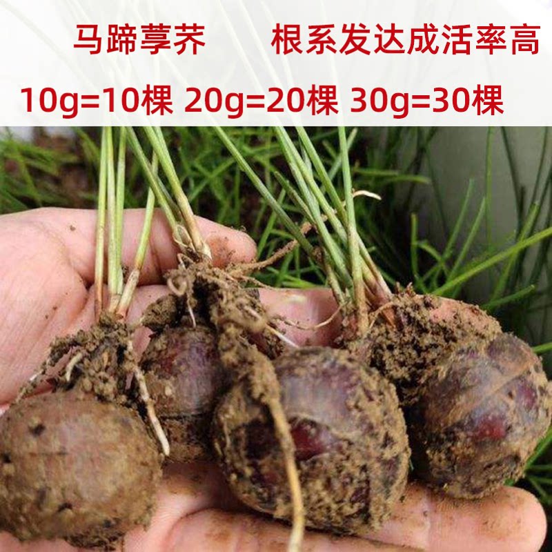非广西荔浦马蹄荸荠果子精选荸荠易种植高产水果江西信丰组培新鲜