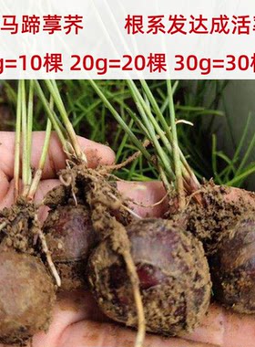 荸荠种高产优质马蹄荸荠果