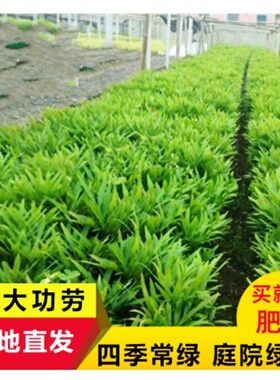 庭院绿化苗十大功劳树苗黄连木四季长青绿植花坛绿篱树苗驱蚊虫花