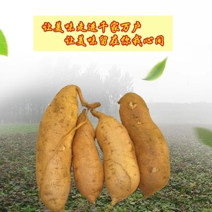 新鲜沙地红薯老黄皮食用软甜地瓜黄皮黄心黄瓤北京553