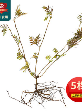 5棵莓茶苗大苗藤茶广西巴马客家张家界湖北恩施滕腾龙须茶叶树苗