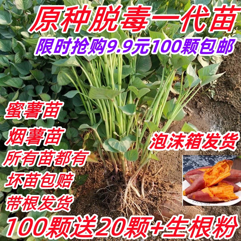 红薯苗秧蜜薯苗板栗薯苗西瓜红薯苗烟薯苗山芋苗紫薯苗食叶薯苗藤图片