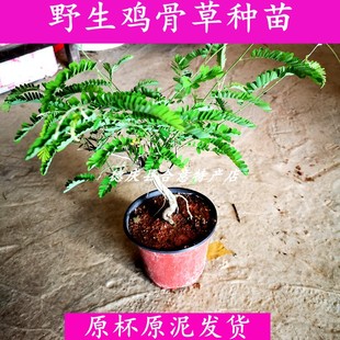 鸡骨草种苗种子苗相思子树苗大黄草鸡母珠中草药绿植盆栽满3棵包