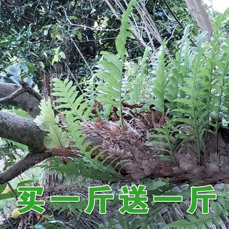 大山深处骨碎补新鲜中药材毛姜苗500克接骨猴姜爬石岩姜崖生姜