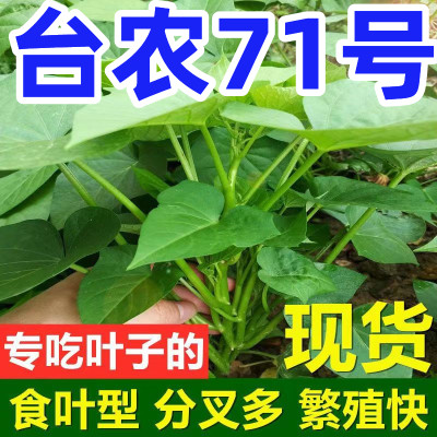 红薯苗食叶型红薯苗地瓜叶新鲜苗专吃叶子番薯叶苗秧台湾红薯苕尖