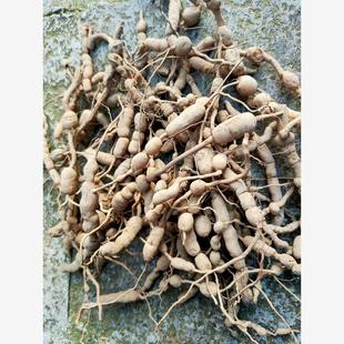 虎刺根 鼠刺 中药材新鲜老虎刺 老 白凤珠500克 小叶刺风 绣花针