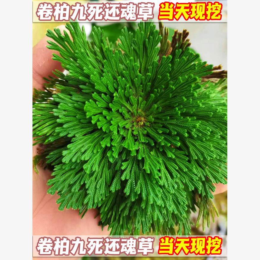 卷柏九死还魂草假山组合吸水石菖蒲桌面花卉植物微型盆景盆栽