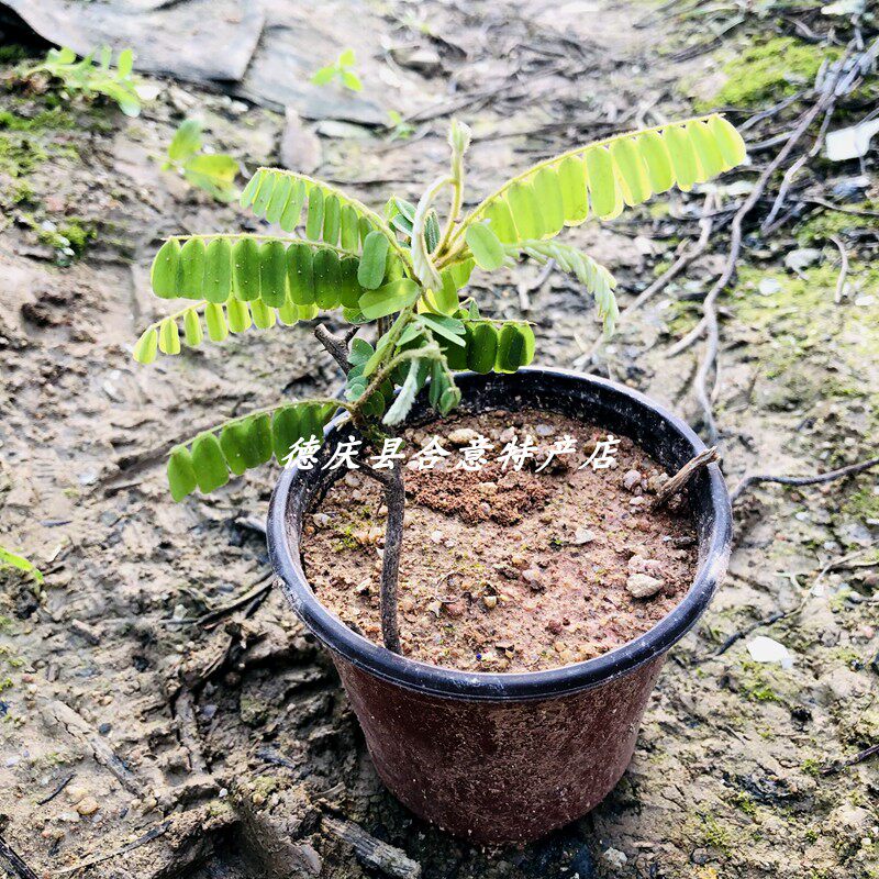 鸡骨草种苗种子苗相思子树苗大黄草鸡母珠中草药绿植盆栽满3棵包 - 实物图