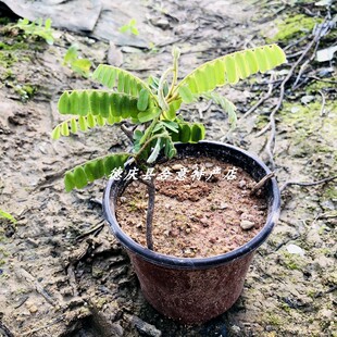 鸡骨草种苗种子苗相思子树苗大黄草鸡母珠中草药绿植盆栽满3棵包