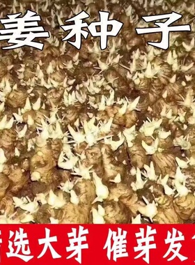 江西赣南催芽带芽竹根姜种重庆仔姜种食用生姜种子老姜嫩姜种包邮