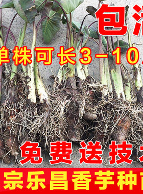 正宗广东乐昌张溪香芋头苗 炮弹芋头种子 新鲜蔬菜槟榔芋 芋头苗