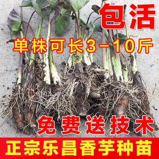 正宗广东乐昌张溪香芋头苗 炮弹芋头种子 新鲜蔬菜槟榔芋 芋头苗