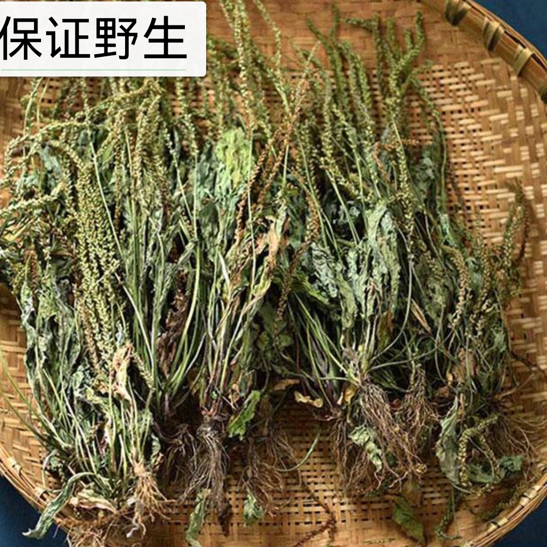野生干货车前草茶整棵晒干车轮菜