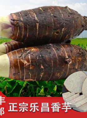广东乐昌张溪炮弹香芋头新鲜特大110987斤韶关槟榔香芋粉香嫩送礼