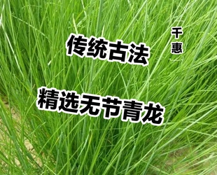 传统古法无节青龙草 杏仁甘草桂尖石膏细辛中药材