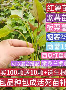 烟薯25蜜薯苗甜糖心红薯苗六鳌小地瓜苗番薯秧山芋种子100株包邮