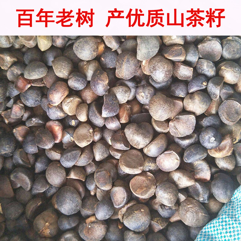 江西剥壳木梓油茶果仁