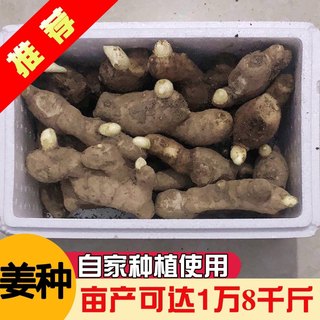 山东已催芽大姜种生姜种姜籽老姜种子姜苗姜种苗3斤5斤