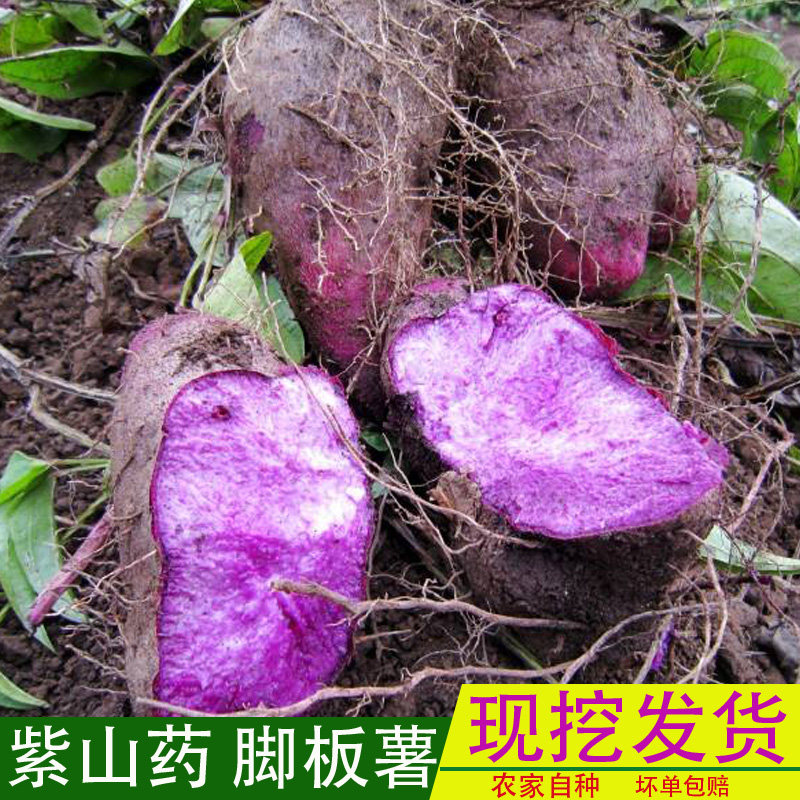 现挖新鲜紫山药脚板薯紫大薯毛薯江西赣南农家特产5斤农家菜