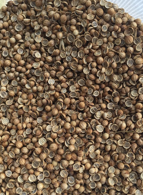 农副产品干香菜子500克 长期供应各种东南亚调味酱原料美食小零食