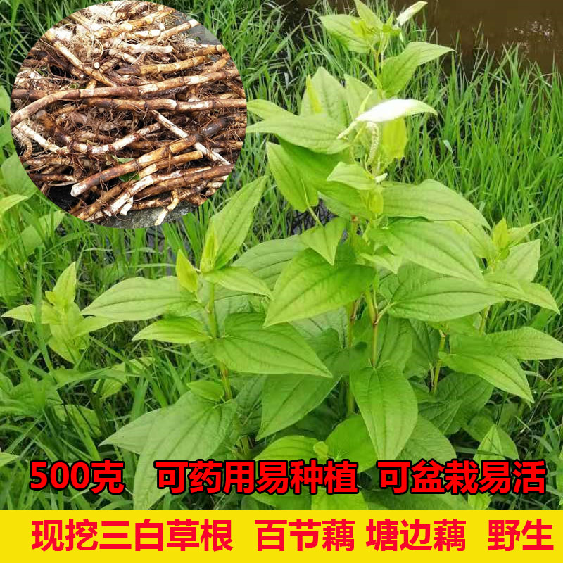 百节藕野生新鲜塘边藕中药材食用天性草根三白草根白莲藕绿植水培