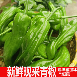 新鲜采农家自种皱皮薄皮土秋大辣椒新鲜虎皮薄皮青椒微辣现摘现发