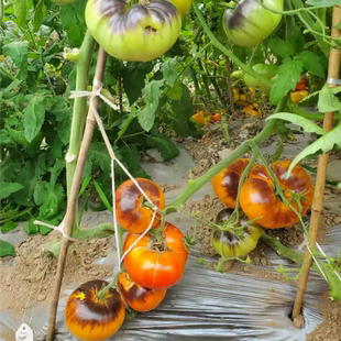 【新品推荐】俄罗斯乌苏里虎番茄种子温和多汁花园罕见稀有种子孑
