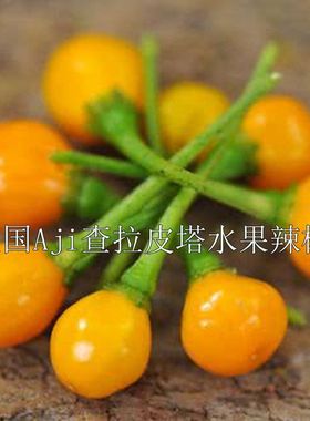 辣椒种子 查拉皮塔 辣椒中的爱马shi 独特果香 蔬菜盆栽种籽