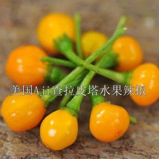 辣椒种子 查拉皮塔 辣椒中的爱马shi 独特果香 蔬菜盆栽种籽