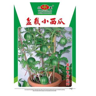 手撕小糖丸西瓜西瓜种子网红手撕西瓜籽非麒麟瓜脆甜多汁盆栽西瓜
