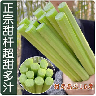 高糖甜杆种子 甜高粱 芦栗 甜秫秸 糖高粱种子 脆甜多汁四季播