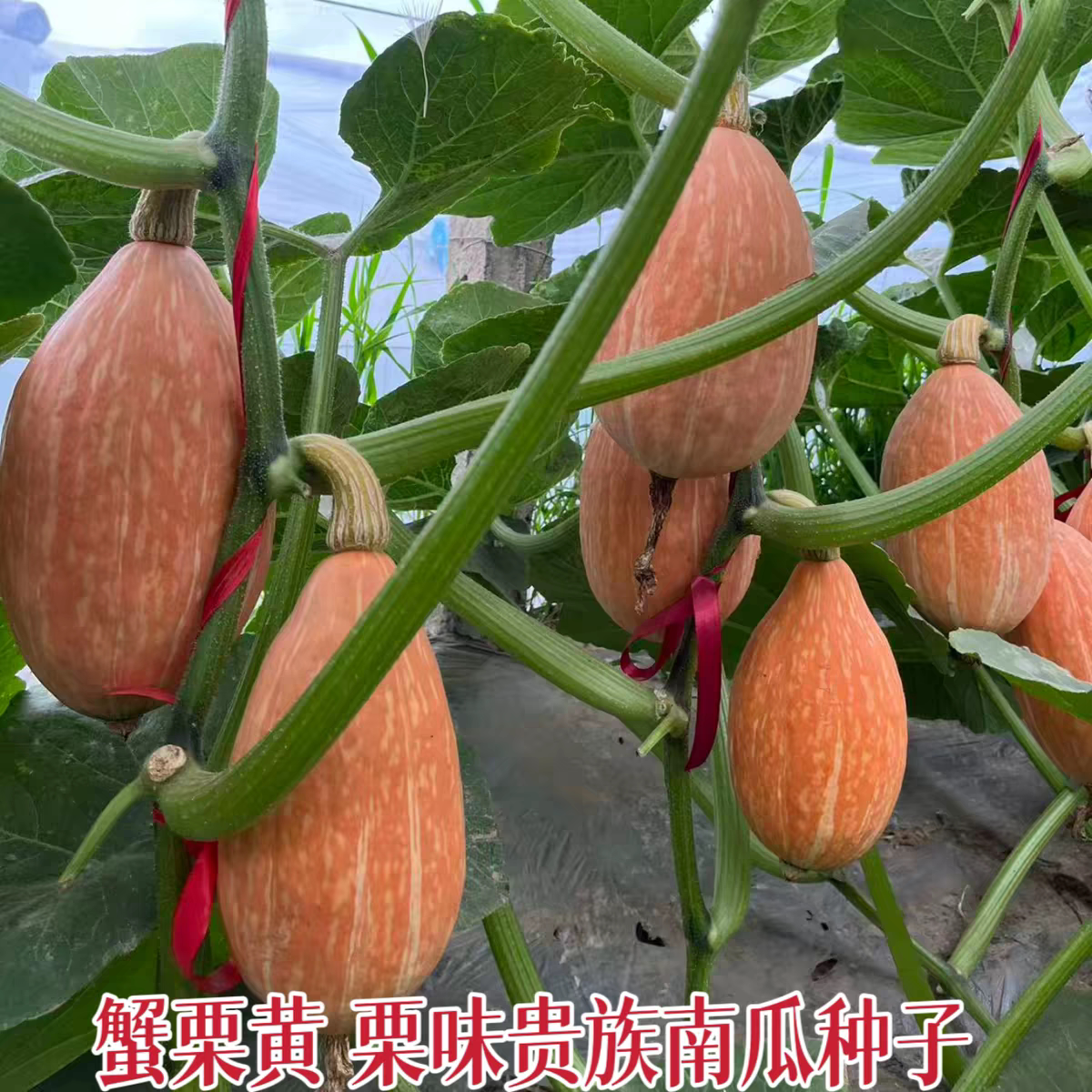 蟹栗黄贵族南瓜种子 特色红皮高家庭园艺种子