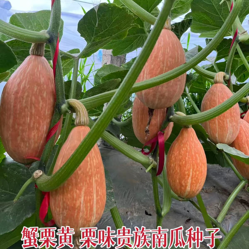 蟹栗黄贵族南瓜种子 特色红皮高产香甜面粉糯南北方瓜果蔬菜种子