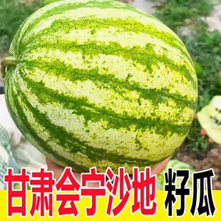 甘肃籽瓜种子黄壤打瓜当季高端水果会宁特产旱地沙田食用瓜籽