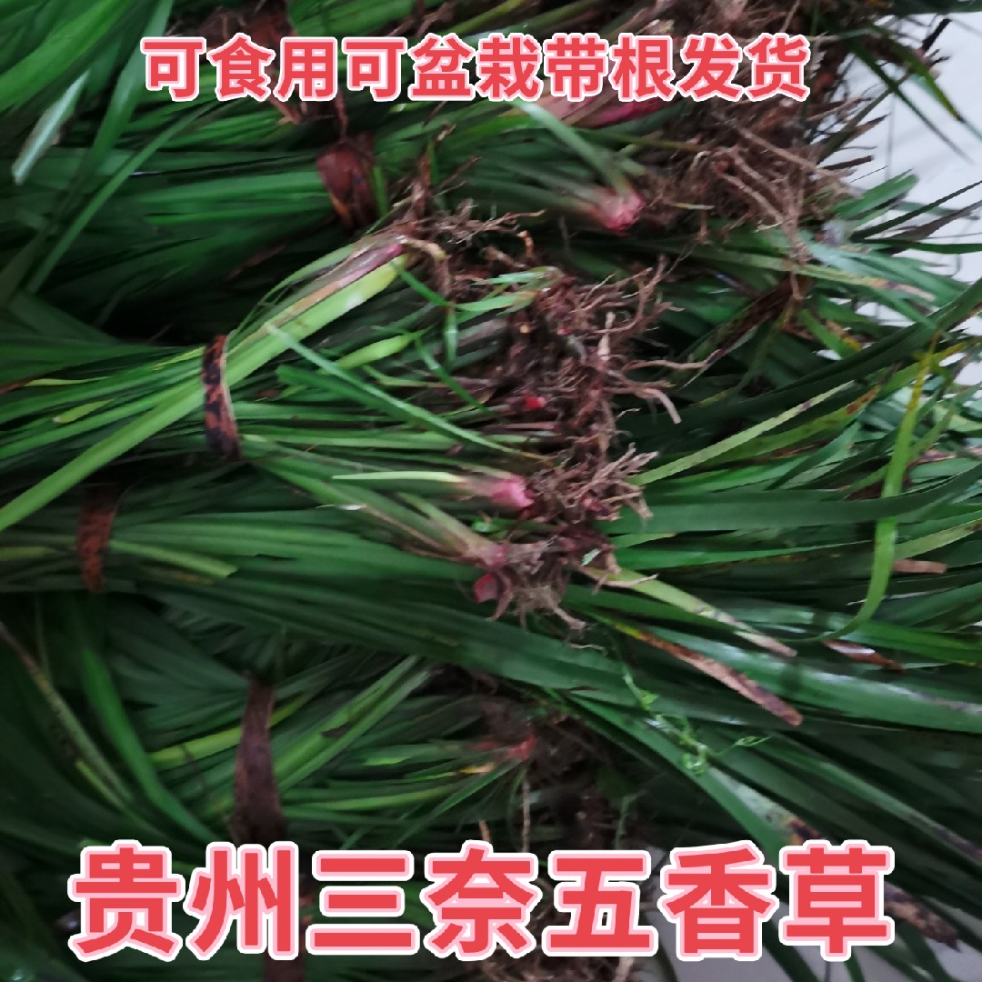 贵州新鲜香草三奈鸡菖蒲去腥
