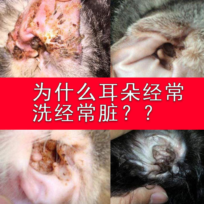 驱螨清洁耳垢药水护理用品猫咪图片