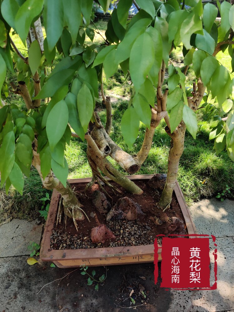晶心海南黄花梨盆景造型庭院花卉装饰创意家居摆件公司景观绿化